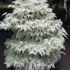 This is certainly a specimen quality tree for adding interest to any landscape. 1