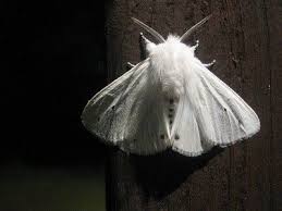Mridara S Poems Cute Moth Moth Art Poodle Moth