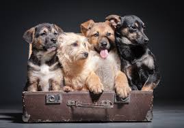 New york institute of photography. 4 Tips To Choose The Right Pet Photographer Never Skip 4