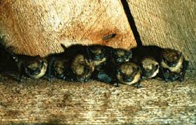 Maybe you would like to learn more about one of these? Cdc Bats Keeping Bats Out Of Your House Rabies