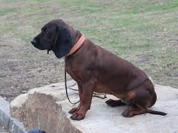 Image result for bavorský barvář