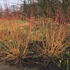 Other common names dogwood 'midwinter fire'. Cornus Sanguinea Midwinter Fire Dogwood Shrubs For Sale