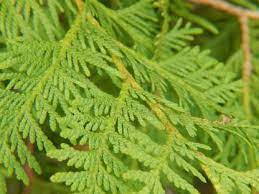 It has lustrous green, fragrant leaves, which cover the trunk from. White Cedar Thuja Occidentalis Conifers Cold Stream Farm