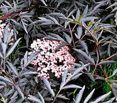 Sambucus Black Lace White Flower Farm White Flower Farm Plants With Pink Flowers Purple Plants