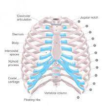 From w7.pngwing.com the spleen sits under your rib cage in the upper left part of your abdomen toward your back. Pin On Anatomy Body Parts