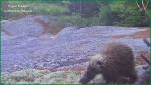 Maybe you would like to learn more about one of these? Porcupine Tracks And Sign