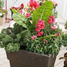 Growing edible flowers in pots. Bringing Vegetables Herbs And Flowers Together In One Container Garden Beautifully