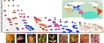 Image result for Englerina woodfordioides