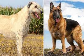 New comments cannot be posted and votes cannot be cast. German Shepherd Irish Wolfhound Mix Online Shopping