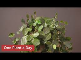 Image result for Duosperma quadrangulare