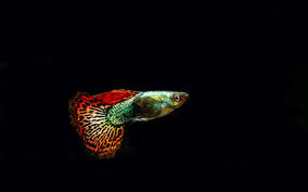 The 27 Most Colorful Freshwater Fish For Your Aquarium