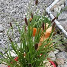 Check spelling or type a new query. Pennisetum Massaicum Red Bunny Tails