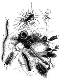 Black And Yellow Millipede India Here Is A Combo Sketch Of A Variety Of Centipedes And Millipedes Some Are Curled Up Some Are Straight Out This O Millipede Scientific Illustration Centipede