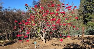 Image result for Euphorbia pulcherrima