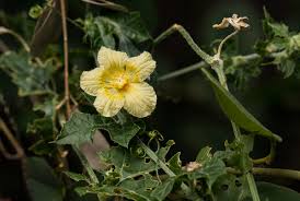 Image result for Momordica balsamina