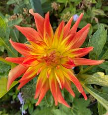 Image result for Stellaria sennii