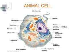 See full list on micro.magnet.fsu.edu Ppt Prokaryotic Cells Powerpoint Presentation Free Download Id 2738793