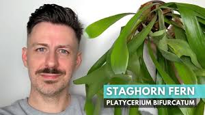 Growing guide for Staghorn Fern (Platycerium bifurcatum)