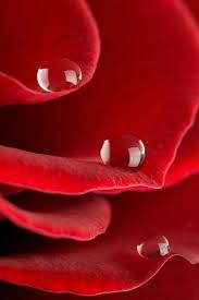 Pin De Alain Em Gouttes D Eau Estetica Vermelha Rosas Sao Vermelhas Gotas De Orvalho