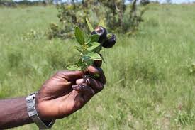 Image result for Clitandra cymulosa