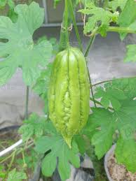 Image result for Momordica charantia