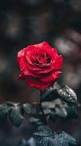Red Rose Rose Flower Photos Rose Flower Wallpaper Red Roses Wallpaper