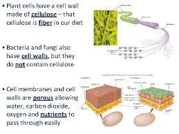 We did not find results for: Cell Membrane Transport Notes Cell Membrane And Cell