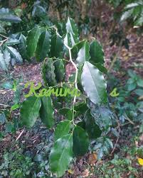 Image result for Craibia