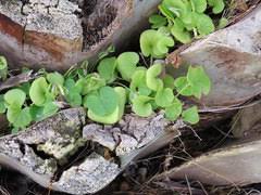 Image result for Dicliptera hensii