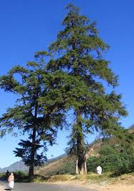Image result for Cupressus torulosa