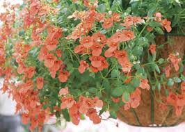 Image result for Diascia