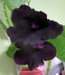 Image result for Streptocarpus goetzei