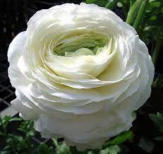 White Ranuncular Flower Flowers Pretty Flowers Red Geraniums