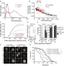 Do cells grow in size. Excessive Cell Growth Causes Cytoplasm Dilution And Contributes To Senescence Sciencedirect