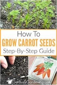 If you don't, you could end up with stunted carrots. Planting Carrot Seeds Tips For Growing Carrots From Seed