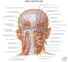 Muscle performance in there are three major muscle types found in the human body: Anatomy Massage Therapy Anatomy Migraine