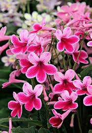 Image result for Streptocarpus kamerunensis