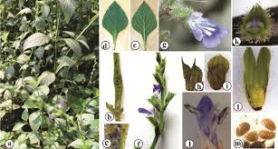 Image result for Bacopa hamiltoniana