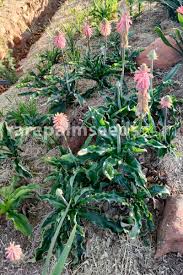 Image result for Veltheimia