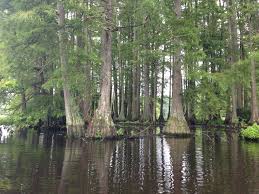 Maybe you would like to learn more about one of these? Great Cypress Swamp Wikipedia