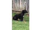 Color:if you are looking for miniature dachshund puppy for sale, it's smart to know about coats and coat care. Dachshunds For Sale In Memphis Dogs On Oodle Classifieds