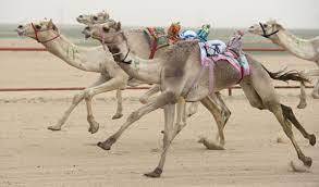 The american quarter horse, or quarter horse, is an american breed of horse that excels at sprinting short distances. The Ancient Arabian Tradition Of Camel Racing Has Taken A Modern Twist With Robot Jockeys