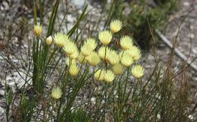 Image result for Searsia lucida