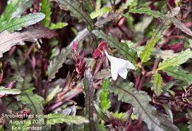 Image result for Strobilanthes anisophylla