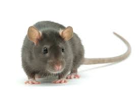 Welcome to pest animal baltimore! Rat Trapping Removal Exclusion Baltimore Rat Exterminator