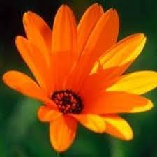 Image result for Dimorphotheca