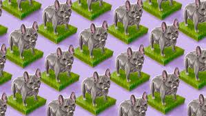 French bulldog puppies, los angeles. Frenchies Labradoodles And The Dilemma Of The Designer Dog Vox