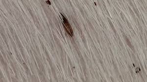 Image result for what do lice look like in dog fur