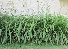 Image result for Setaria longiseta