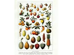 1920 Fruits Exotiques Mangue Ananas Goyave Litchi Decoration Antique Botanical Print Botanical Prints Antique Prints